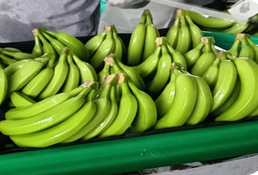 banano