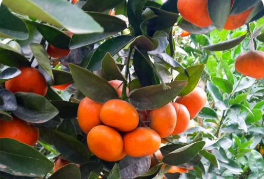 mandarina